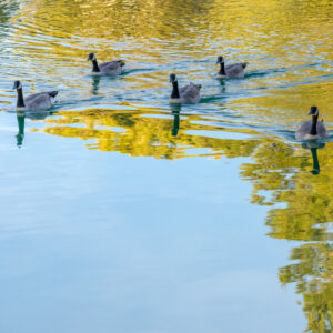 Image: six Canada geese swimming through in the water with a mirror reflection of yellow-green trees and clear blue sky.